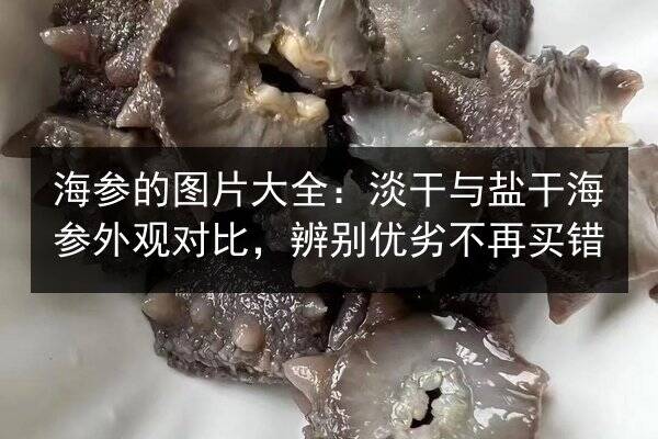海参的图片大全:淡干与盐干海参外观对比,辨别优劣不再买错