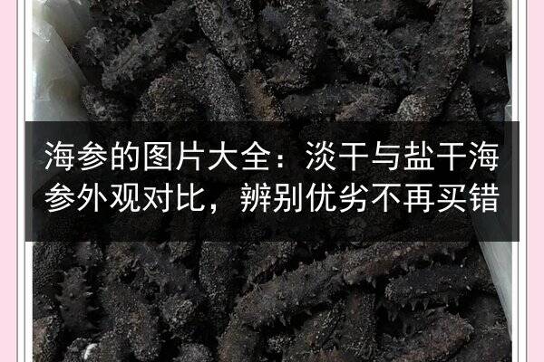 海参的图片大全:淡干与盐干海参外观对比,辨别优劣不再买错