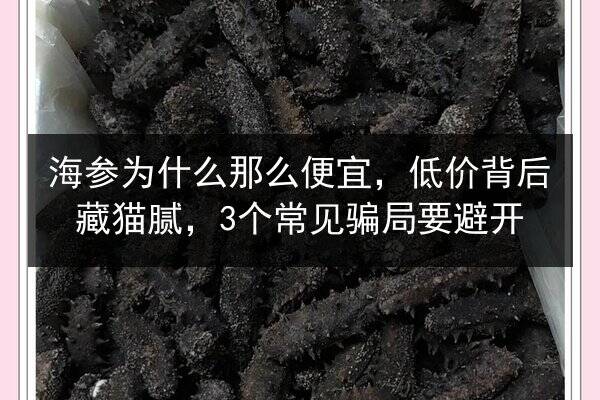 海参为什么那么便宜,低价背后藏猫腻,3个常见骗局要避开