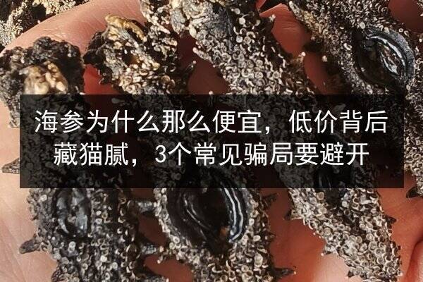 海参为什么那么便宜,低价背后藏猫腻,3个常见骗局要避开