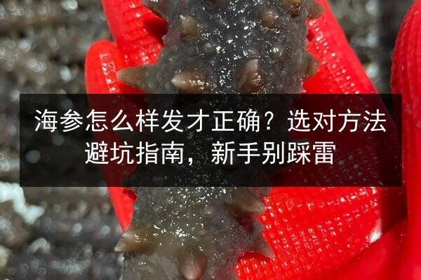 海参怎么样发才正确?选对方法避坑指南,新手别踩雷