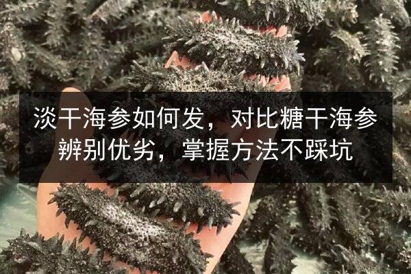 淡干海参如何发,对比糖干海参辨别优劣,掌握方法不踩坑