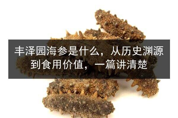 丰泽园海参是什么,从历史渊源到食用价值,一篇讲清楚