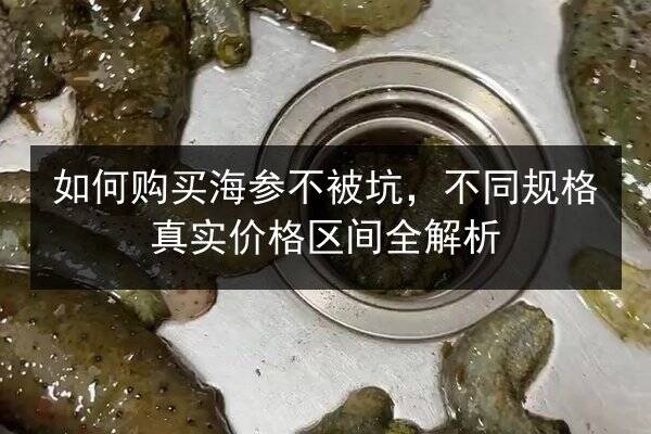 如何购买海参不被坑,不同规格真实价格区间全解析