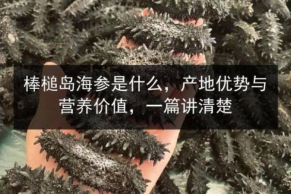 棒槌岛海参是什么,产地优势与营养价值,一篇讲清楚