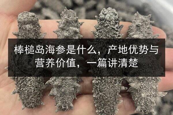 棒槌岛海参是什么,产地优势与营养价值,一篇讲清楚