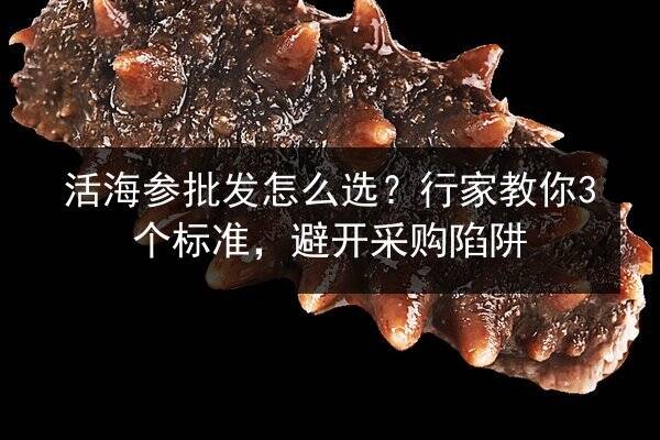 活海参批发怎么选?行家教你3个标准,避开采购陷阱