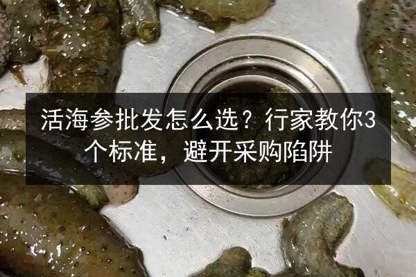 活海参批发怎么选?行家教你3个标准,避开采购陷阱