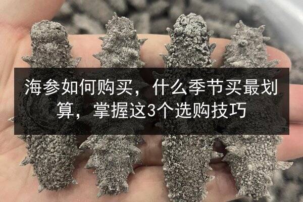 海参如何购买，什么季节买最划算，掌握这3个选购技巧