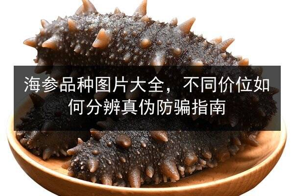 海参品种图片大全,不同价位如何分辨真伪防骗指南