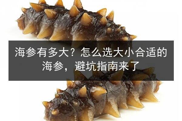 海参有多大?怎么选大小合适的海参,避坑指南来了