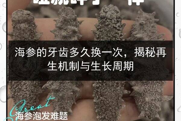 海参的牙齿多久换一次,揭秘再生机制与生长周期