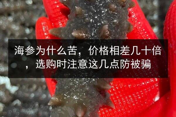 海参为什么苦，价格相差几十倍，选购时注意这几点防被骗