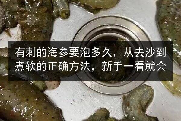 有刺的海参要泡多久,从去沙到煮软的正确方法,新手一看就会