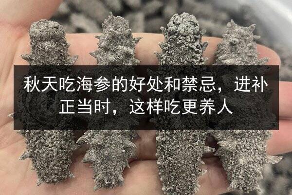 秋天吃海参的好处和禁忌,进补正当时,这样吃更养人