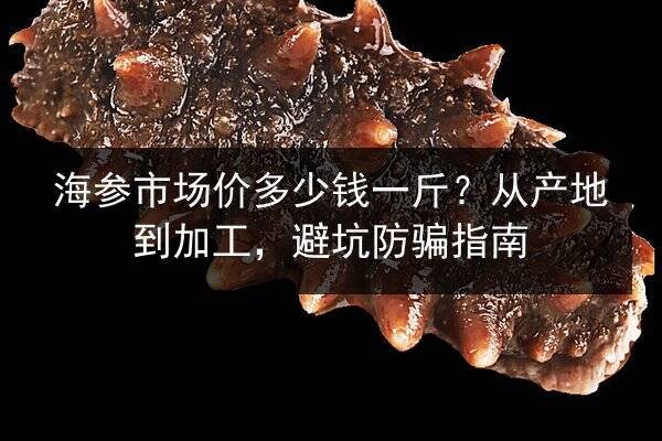 海参市场价多少钱一斤？从产地到加工，避坑防骗指南
