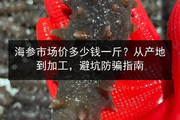 海参市场价多少钱一斤？从产地到加工，避坑防骗指南