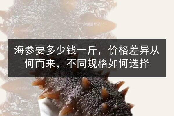 海参要多少钱一斤,价格差异从何而来,不同规格如何选择