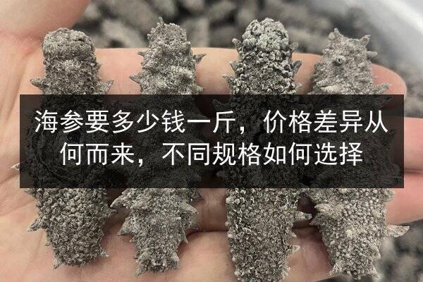 海参要多少钱一斤,价格差异从何而来,不同规格如何选择