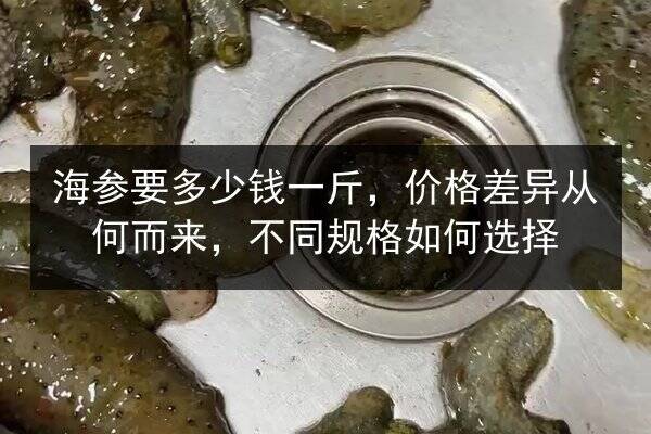 海参要多少钱一斤,价格差异从何而来,不同规格如何选择