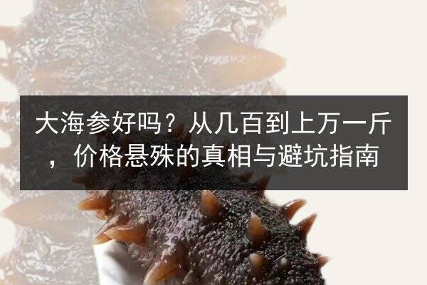 大海参好吗?从几百到上万一斤,价格悬殊的真相与避坑指南