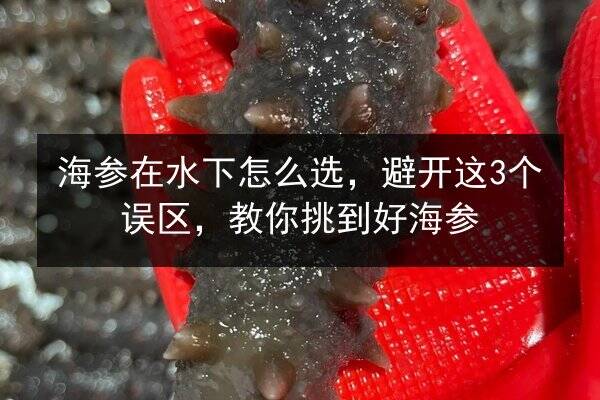 海参在水下怎么选,避开这3个误区,教你挑到好海参