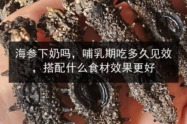 海参下奶吗，哺乳期吃多久见效，搭配什么食材效果更好