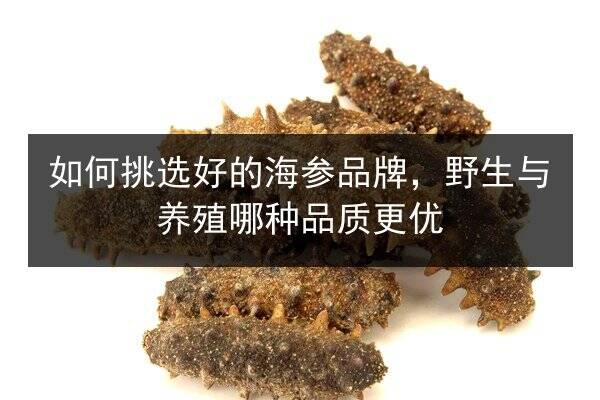 如何挑选好的海参品牌,野生与养殖哪种品质更优