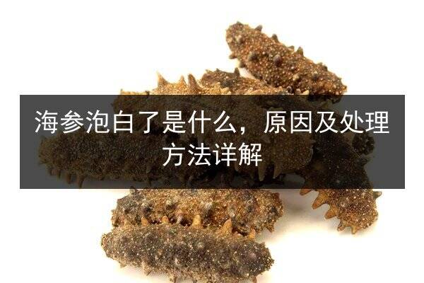 海参泡白了是什么,原因及处理方法详解