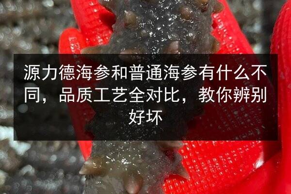 源力德海参和普通海参有什么不同,品质工艺全对比,教你辨别好坏