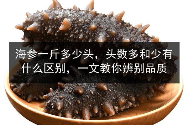 海参一斤多少头，头数多和少有什么区别，一文教你辨别品质