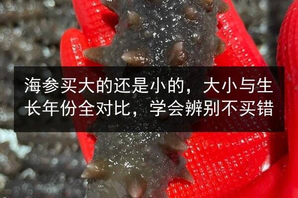 海参买大的还是小的,大小与生长年份全对比,学会辨别不买错