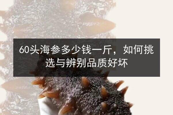 60头海参多少钱一斤,如何挑选与辨别品质好坏
