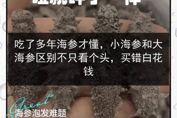 吃了多年海参才懂，小海参和大海参区别不只看个头，买错白花钱