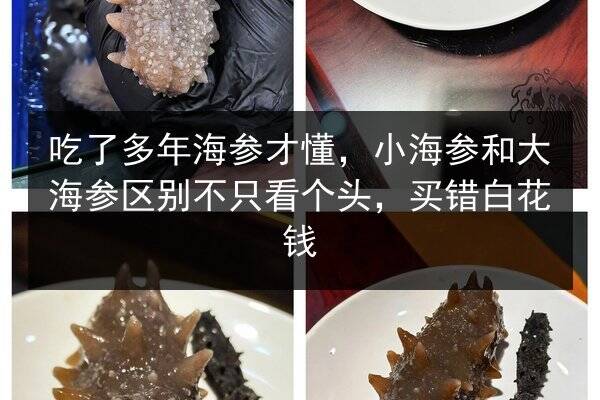 吃了多年海参才懂，小海参和大海参区别不只看个头，买错白花钱