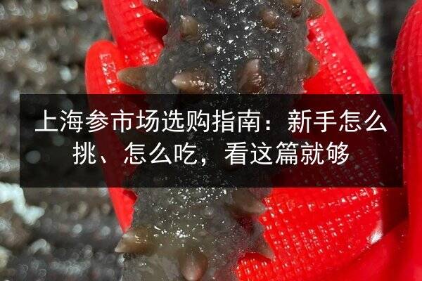上海参市场选购指南:新手怎么挑、怎么吃,看这篇就够