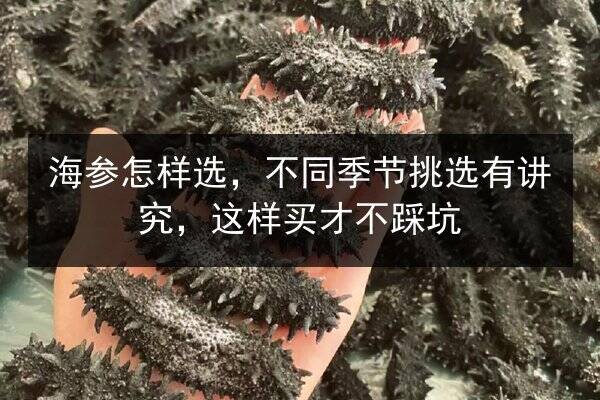 海参怎样选，不同季节挑选有讲究，这样买才不踩坑