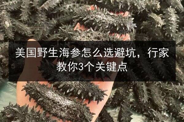 美国野生海参怎么选避坑,行家教你3个关键点