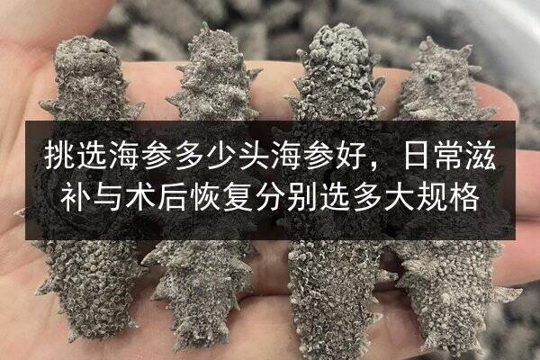 挑选海参多少头海参好，日常滋补与术后恢复分别选多大规格