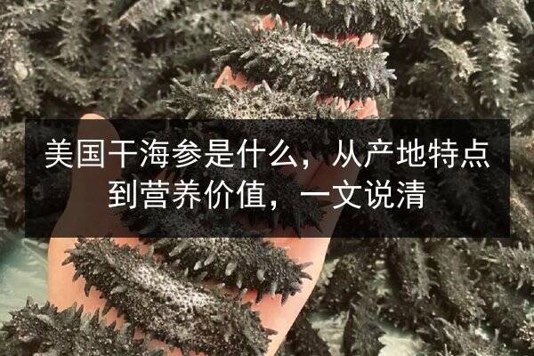 美国干海参是什么,从产地特点到营养价值,一文说清