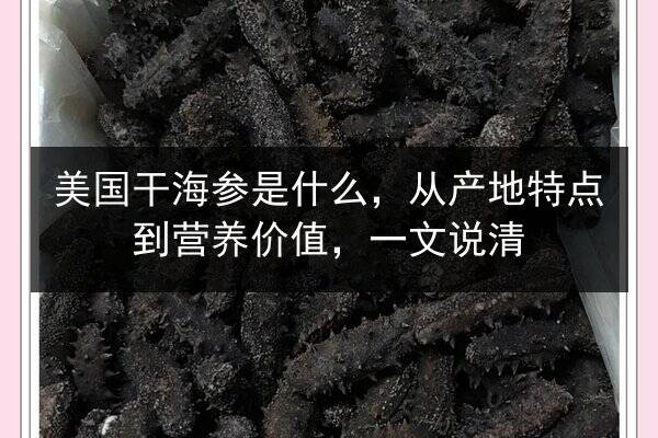 美国干海参是什么,从产地特点到营养价值,一文说清