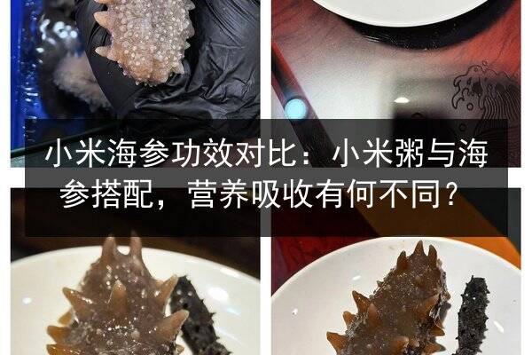 小米海参功效对比:小米粥与海参搭配,营养吸收有何不同?