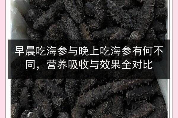 早晨吃海参与晚上吃海参有何不同,营养吸收与效果全对比