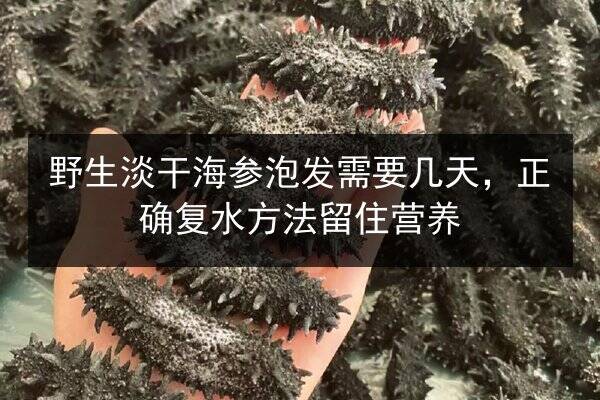 野生淡干海参泡发需要几天,正确复水方法留住营养