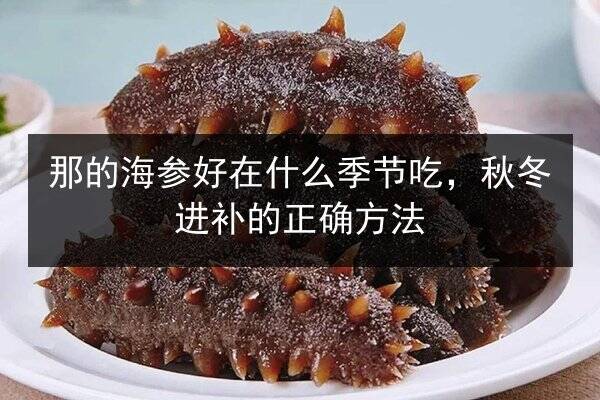 那的海参好在什么季节吃,秋冬进补的正确方法