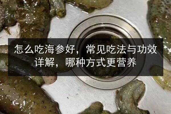 怎么吃海参好,常见吃法与功效详解,哪种方式更营养