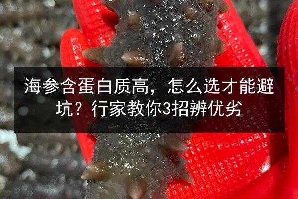 海参含蛋白质高,怎么选才能避坑?行家教你3招辨优劣