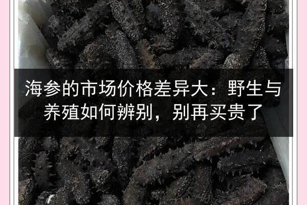 海参的市场价格差异大：野生与养殖如何辨别，别再买贵了