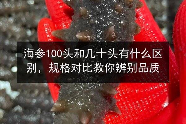海参100头和几十头有什么区别,规格对比教你辨别品质