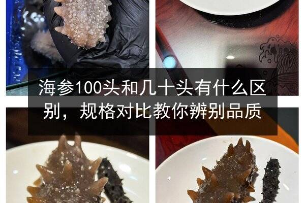 海参100头和几十头有什么区别,规格对比教你辨别品质